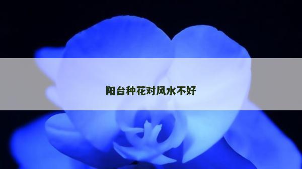 陽臺種花對風水不好