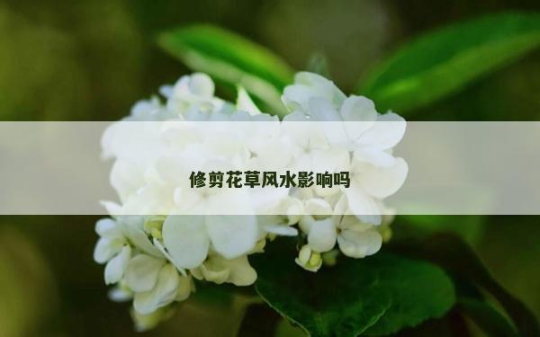 修剪花草風水影響嗎