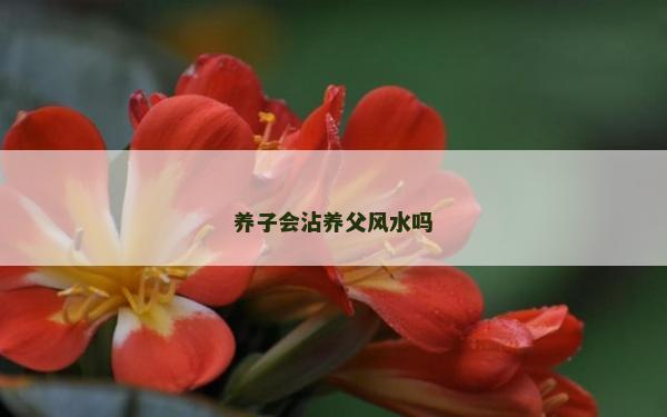 養子會沾養父風水嗎