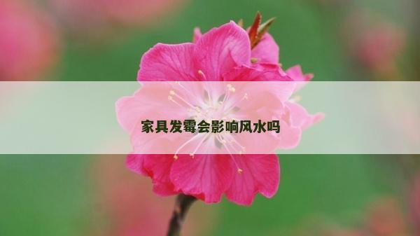家具發霉會影響風水嗎 家具發霉會影響風水嗎