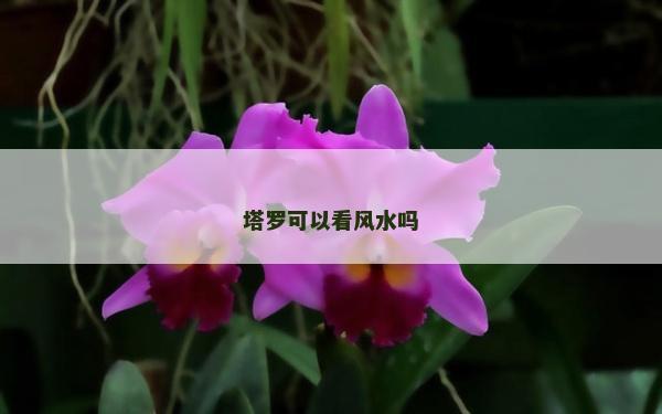 塔羅可以看風(fēng)水嗎 塔羅可以看風(fēng)水嗎