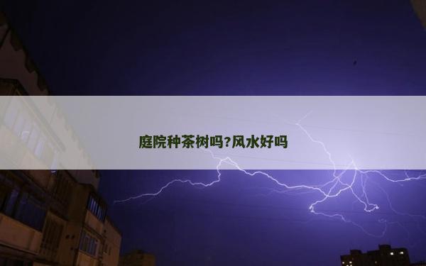 庭院種茶樹嗎?風(fēng)水好嗎