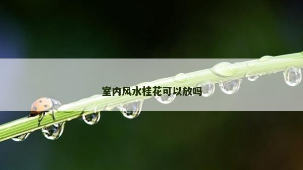室內風水桂花可以放嗎