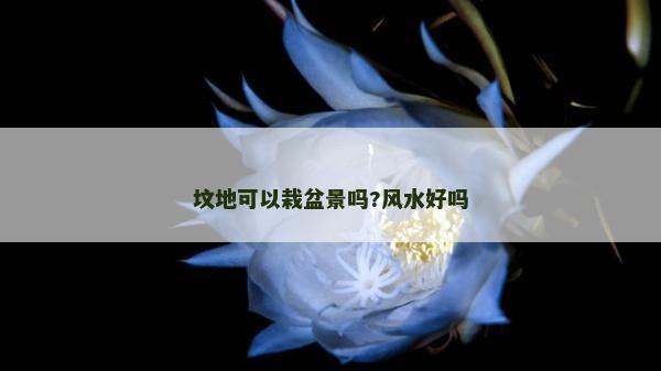 墳地可以栽盆景嗎?風水好嗎