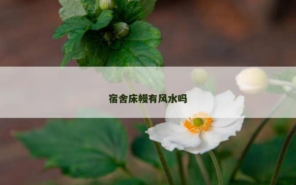 宿舍床幔有風水嗎 宿舍床幔有風水嗎