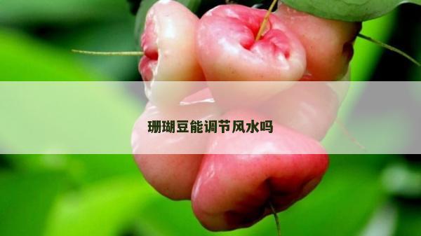 珊瑚豆能調節風水嗎