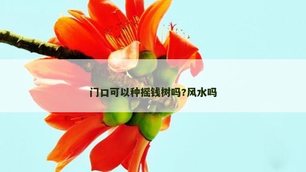 門口可以種搖錢樹嗎?風水嗎