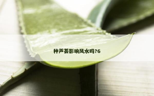 種蘆薈影響風(fēng)水嗎?6
