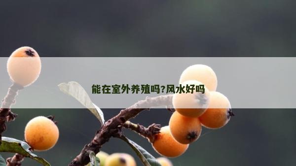 能在室外養殖嗎?風水好嗎