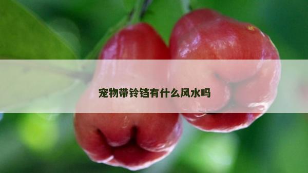 寵物帶鈴鐺有什么風水嗎