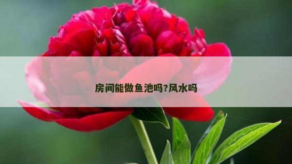 房間能做魚池嗎?風水嗎