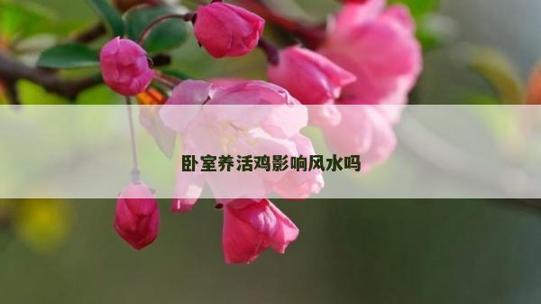 臥室養活雞影響風水嗎