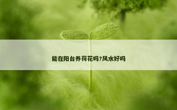 能在陽(yáng)臺(tái)養(yǎng)荷花嗎?風(fēng)水好嗎