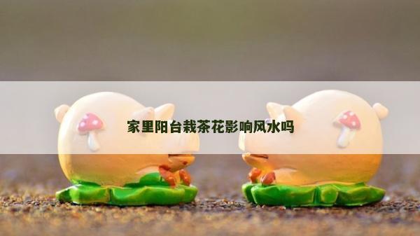 家里陽臺栽茶花影響風水嗎