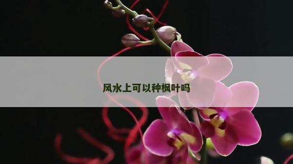風水上可以種楓葉嗎
