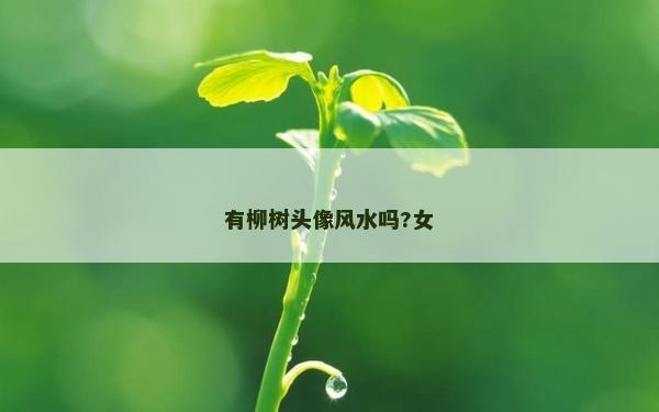 有柳樹頭像風水嗎?女 有柳樹頭像風水嗎?女