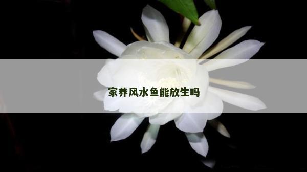 家養風水魚能放生嗎