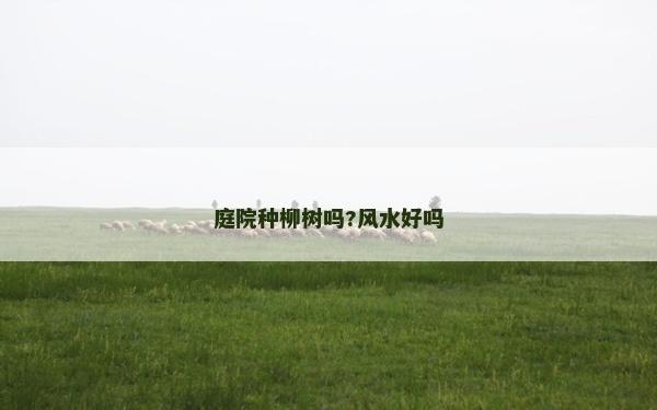 庭院種柳樹(shù)嗎?風(fēng)水好嗎