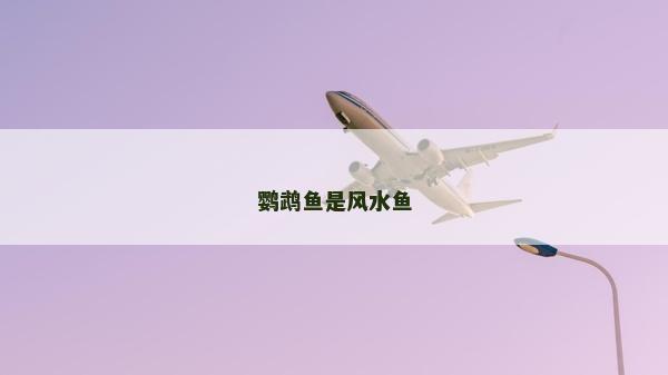 鸚鵡魚是風水魚 鸚鵡魚是風水魚