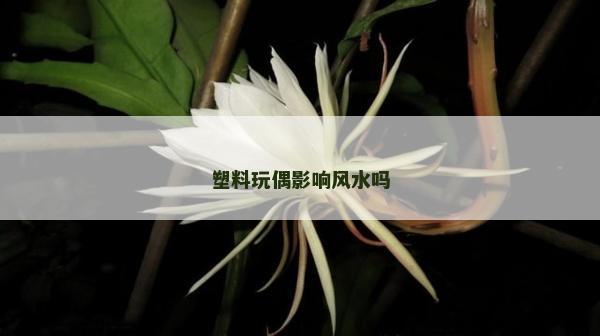 塑料玩偶影響風(fēng)水嗎