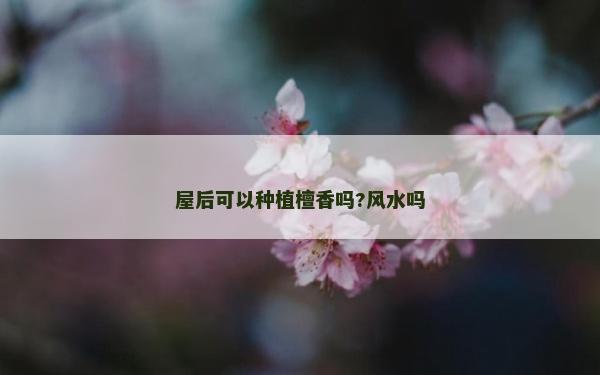 屋后可以種植檀香嗎?風水嗎