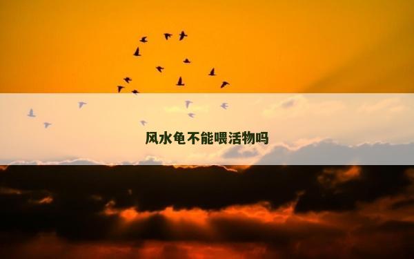 風(fēng)水龜不能喂活物嗎