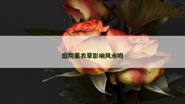 庭院薰衣草影響風(fēng)水嗎