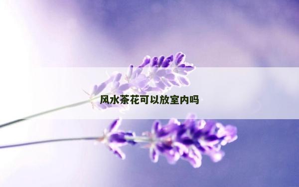 風水茶花可以放室內(nèi)嗎 風水茶花可以放室內(nèi)嗎