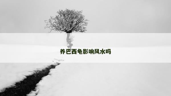 養(yǎng)巴西龜影響風水嗎
