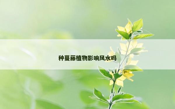種蔓藤植物影響風(fēng)水嗎
