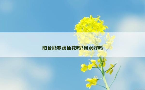 陽臺能養水仙花嗎?風水好嗎 陽臺能養水仙花嗎?風水好嗎