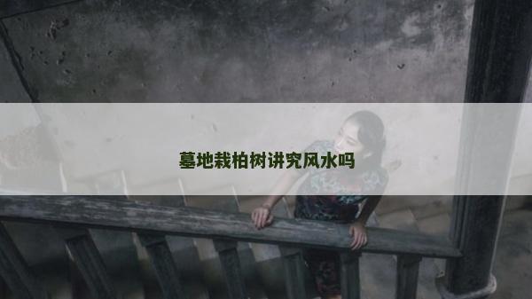 墓地栽柏樹講究風水嗎