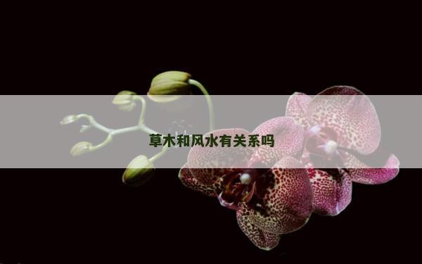 草木和風水有關系嗎
