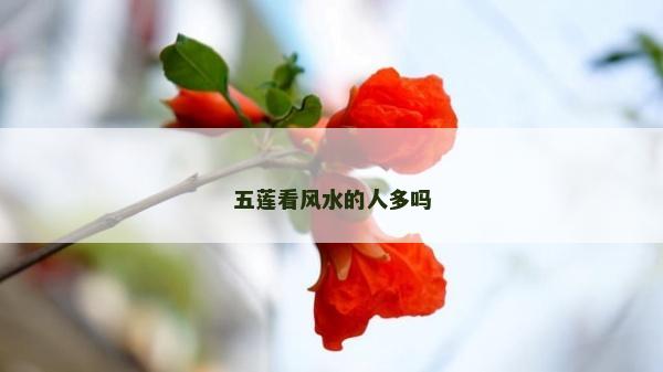 五蓮看風水的人多嗎 五蓮看風水的人多嗎