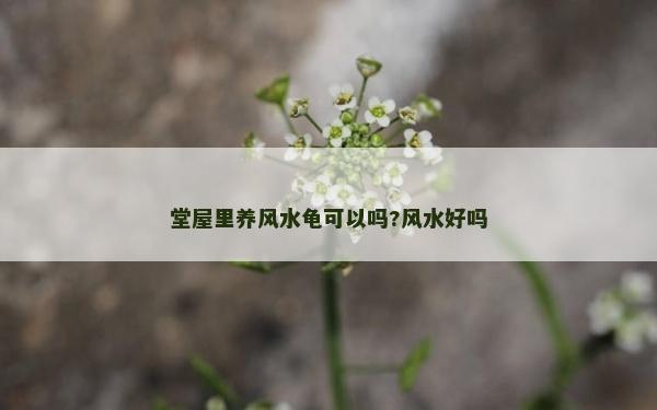 堂屋里養(yǎng)風(fēng)水龜可以嗎?風(fēng)水好嗎
