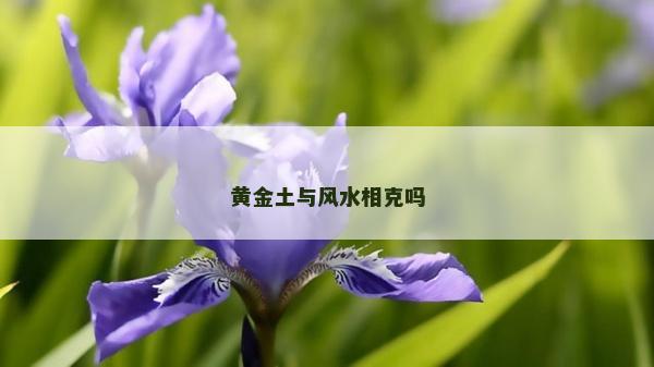 黃金土與風水相克嗎