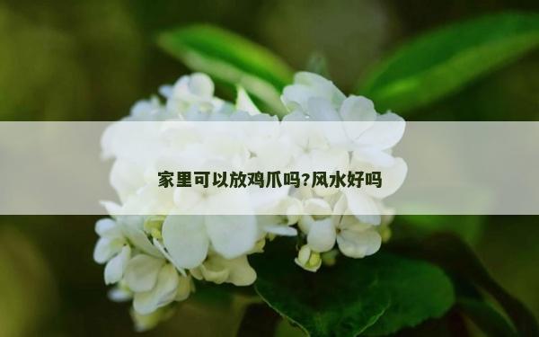 家里可以放雞爪嗎?風水好嗎