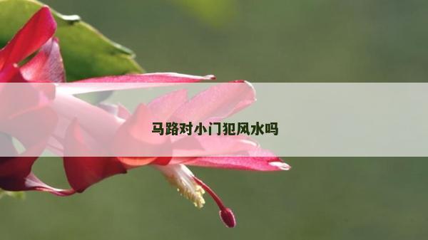 馬路對小門犯風水嗎 馬路對小門犯風水嗎