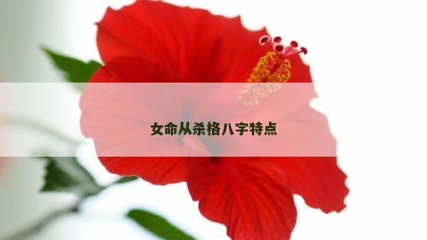 女命從殺格八字特點