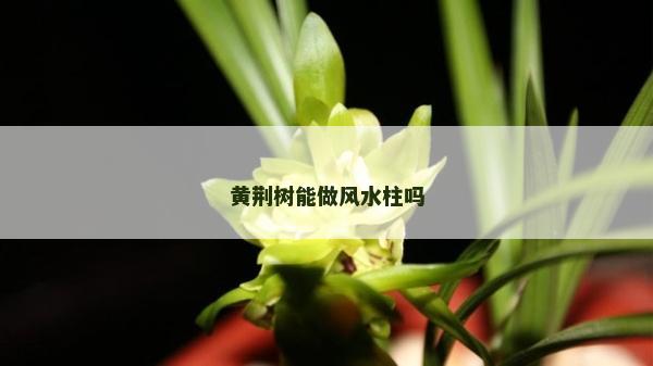 黃荊樹能做風水柱嗎