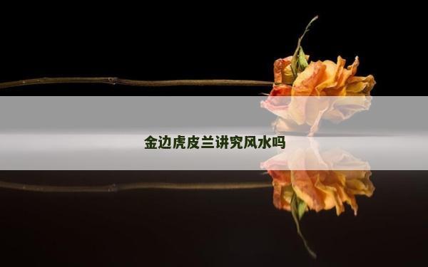 金邊虎皮蘭講究風水嗎