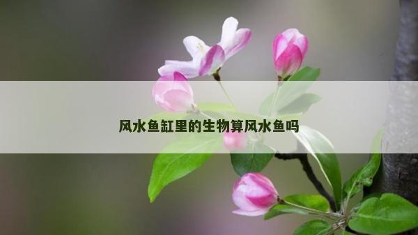 風水魚缸里的生物算風水魚嗎 風水魚缸里的生物算風水魚嗎