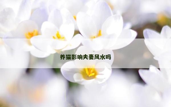 養貓影響夫妻風水嗎