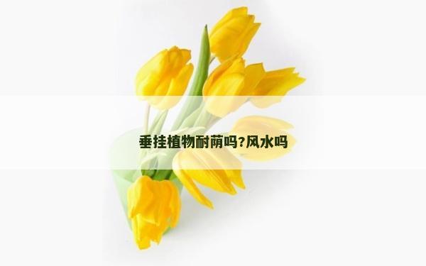 垂掛植物耐蔭嗎?風水嗎