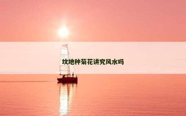 墳地種菊花講究風水嗎
