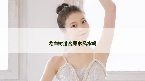 龍血樹適合原木風水嗎