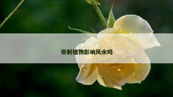 帶剌植物影響風(fēng)水嗎