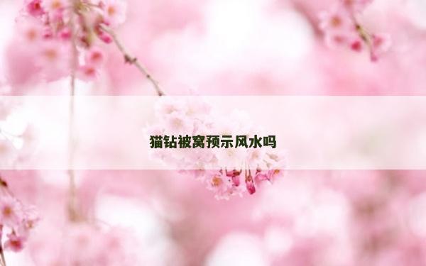 貓鉆被窩預示風水嗎