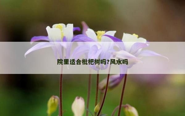 院里適合枇杷樹嗎?風(fēng)水嗎
