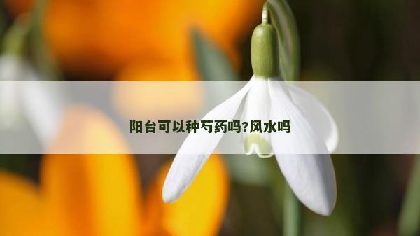 陽臺(tái)可以種芍藥嗎?風(fēng)水嗎 陽臺(tái)可以種芍藥嗎?風(fēng)水嗎